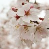 高槻の摂津峡公園で桜を見てきた話。