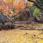 高槻の穴場紅葉スポット「金龍寺跡（若山）」で楽しむ黄金の絨毯！